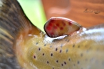 Brown trout adipose fin